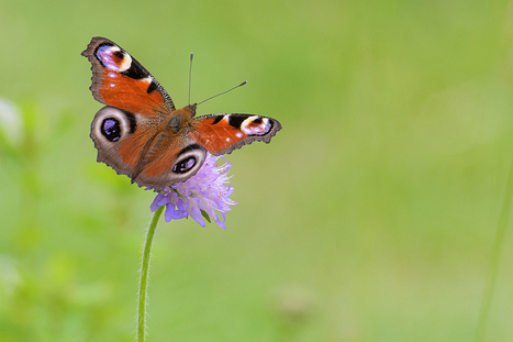 Schmetterlinge