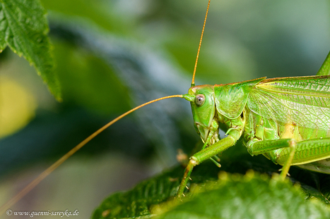Sonstige Insekten