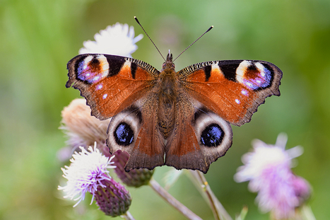 Insekten