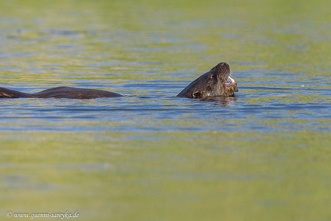 Fischotter