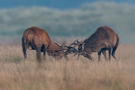 Hirschbrunft Südjütland DK 2023