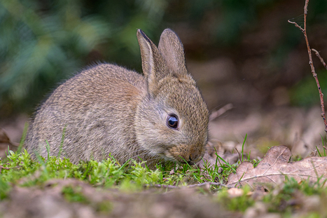 Wildkaninchen