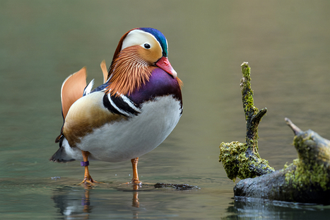 Mandarinenten