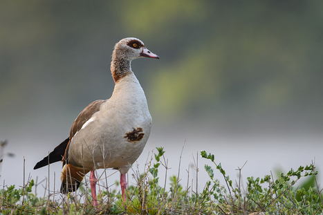 Nilgänse