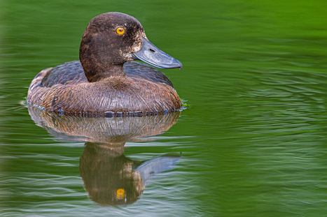 Entenvögel