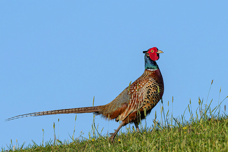 Hühnervögel