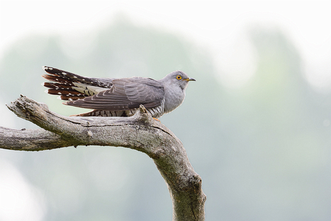 Kuckucksvögel