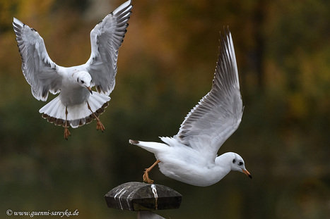 Möwenvögel