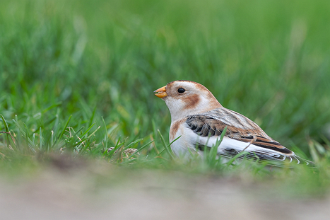 Sperlingsvögel