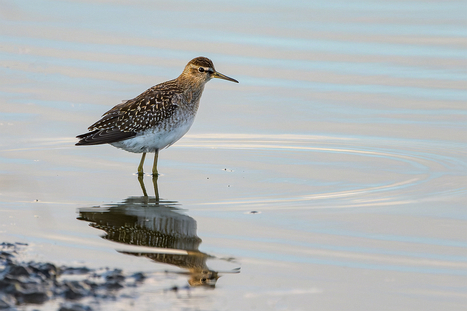 Bruchwasserläufer