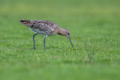 Große Brachvögel