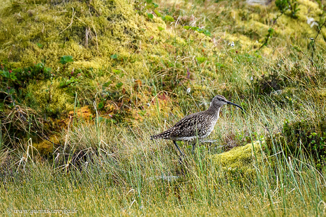 Regenbrachvögel