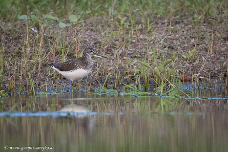Waldwasserläufer
